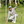 Tubbs_PROV1X